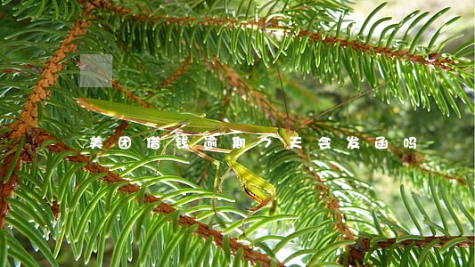 美团借钱逾期7天会发函吗 美团借钱逾期7天会发函吗