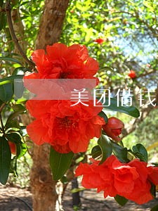 美团借钱逾期了3天说立案了 美团借钱逾期了3天说立案了