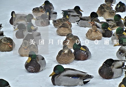 美团月付2000逾期三个月了 美团月付2000逾期三个月了