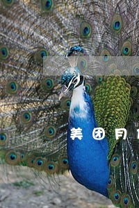 美团月付欠了100逾期怎么办 美团月付欠了100逾期怎么办