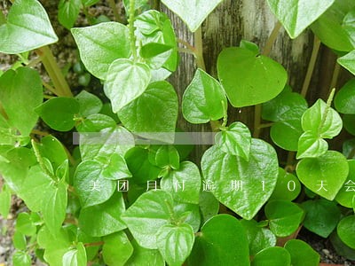 美团月付逾期10天会怎么样 美团月付逾期10天会怎么样