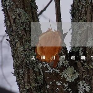 美团月付逾期生活费 美团月付逾期生活费