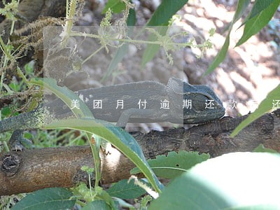 美团月付逾期还款后还能用吗 美团月付逾期还款后还能用吗