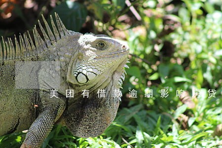 美团有借款逾期影响房贷吗 美团有借款逾期影响房贷吗