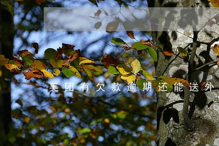 美团有欠款逾期还能送外卖吗 美团有欠款逾期还能送外卖吗