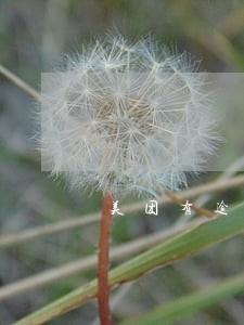美团有逾期一年的吗 美团有逾期一年的吗