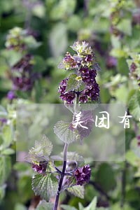 美团有钱花逾期一天上征信吗 美团有钱花逾期一天上征信吗