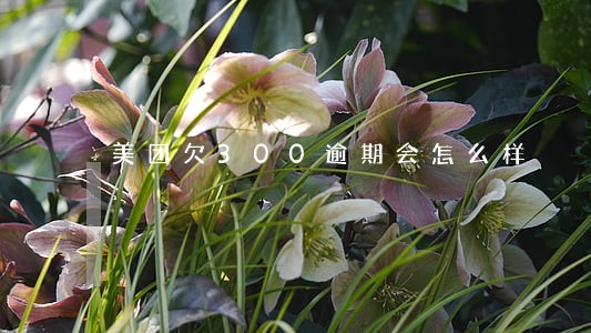 美团欠300逾期会怎么样 美团欠300逾期会怎么样