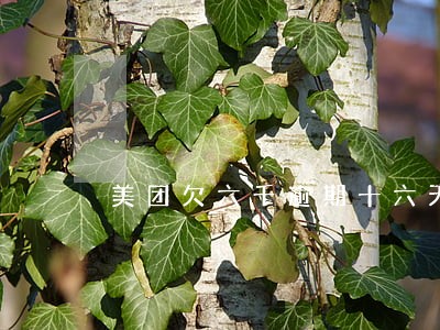 美团欠六千逾期十六天 美团欠六千逾期十六天
