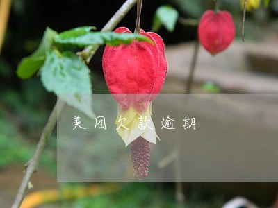 美团欠款逾期 美团欠款逾期