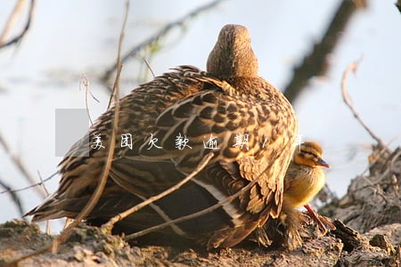 美团欠款逾期1年