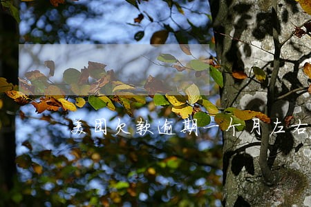 美团欠款逾期一个月左右可以吗 美团欠款逾期一个月左右可以吗