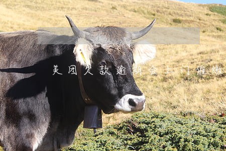 美团欠款逾期会上门催缴真实案例 美团欠款逾期会上门催缴真实案例