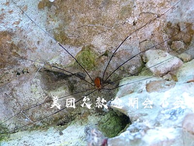 美团欠款逾期会不会影响医保 美团欠款逾期会不会影响医保