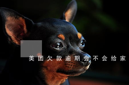美团欠款逾期会不会给家人打电话 美团欠款逾期会不会给家人打电话