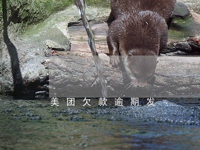美团欠款逾期发 美团欠款逾期发