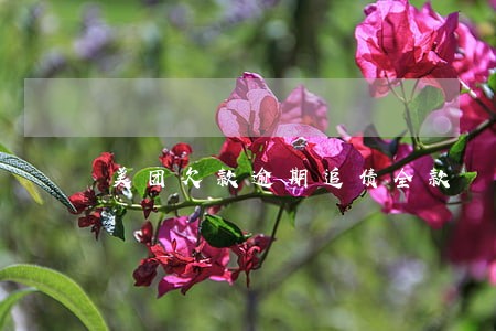美团欠款逾期追债全款 美团欠款逾期追债全款