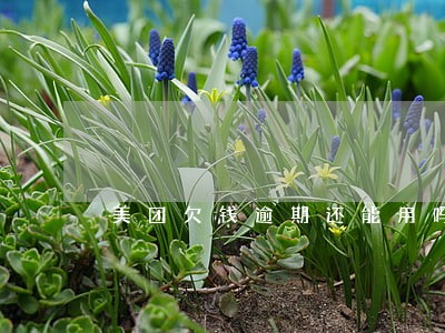 美团欠钱逾期还能用吗