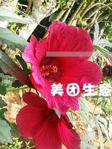 美团生意贷逾期前能协商吗 美团生意贷逾期前能协商吗
