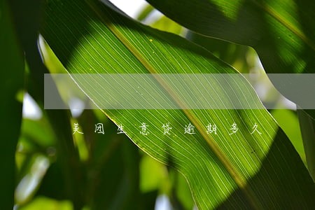 美团生意贷逾期多久 美团生意贷逾期多久