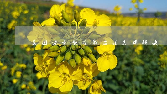 美团生意贷逾期应该怎样解决