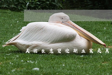 美团生意贷逾期立案是真的 美团生意贷逾期立案是真的