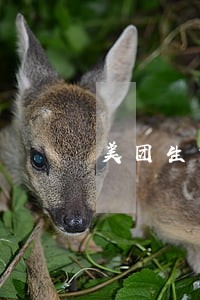 美团生意贷逾期自动扣500 美团生意贷逾期自动扣500