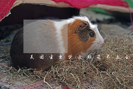 美团生意贷逾期还不上会坐牢吗 美团生意贷逾期还不上会坐牢吗