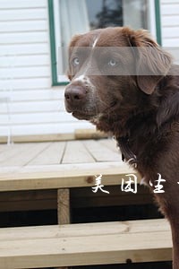 美团生活借款逾期了怎么办 美团生活借款逾期了怎么办