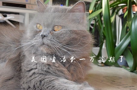 美团生活费一万逾期了 美团生活费一万逾期了