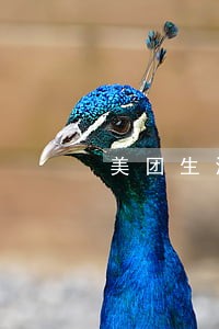 美团生活费借款逾期了有事没 美团生活费借款逾期了有事没