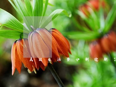 美团生活费分期逾期了 美团生活费分期逾期了