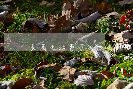 美团生活费可以协商逾期吗 美团生活费可以协商逾期吗