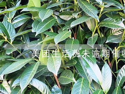 美团生活费未逾期催收 美团生活费未逾期催收