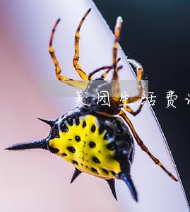 美团生活费说的只还本金 美团生活费说的只还本金