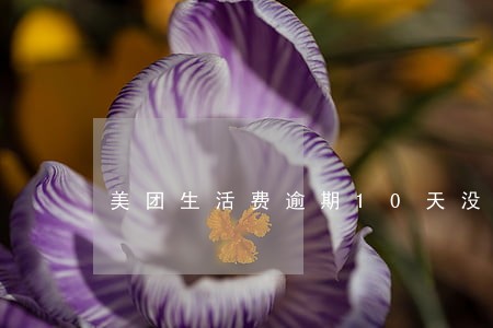 美团生活费逾期10天没事吧 美团生活费逾期10天没事吧