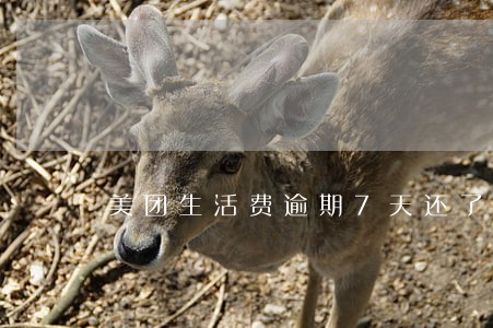 美团生活费逾期7天还了 美团生活费逾期7天还了