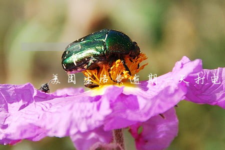 美团生活费逾期一天打电话 美团生活费逾期一天打电话