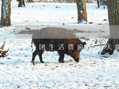 美团生活费逾期一天能借出钱么 美团生活费逾期一天能借出钱么
