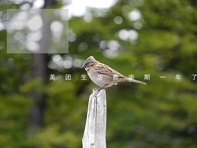 美团生活费逾期一年了 美团生活费逾期一年了