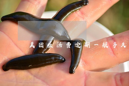 美团生活费逾期一般多久 美团生活费逾期一般多久