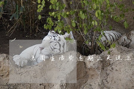 美团生活费逾期三天说上征信 美团生活费逾期三天说上征信