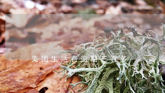 美团生活费逾期三百多 美团生活费逾期三百多