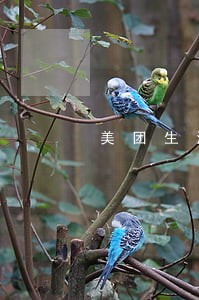 美团生活费逾期上个人征信吗