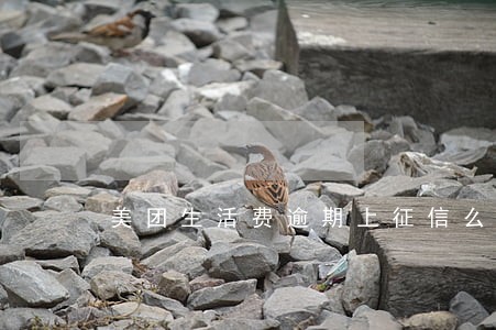 美团生活费逾期上征信么 美团生活费逾期上征信么