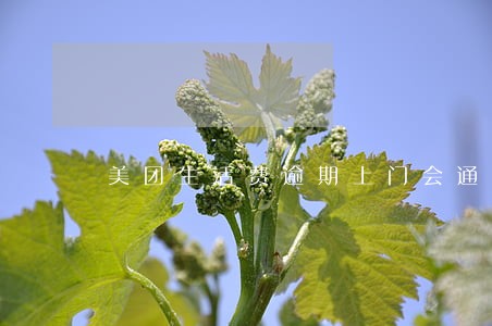 美团生活费逾期上门会通知吗 美团生活费逾期上门会通知吗