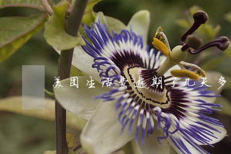 美团生活费逾期了几天多久能再用 美团生活费逾期了几天多久能再用