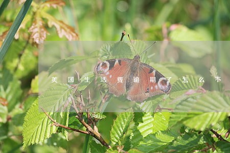 美团生活费逾期了怎么不打电话了 美团生活费逾期了怎么不打电话了