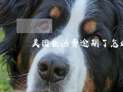 美团生活费逾期了怎么协商还本金 美团生活费逾期了怎么协商还本金