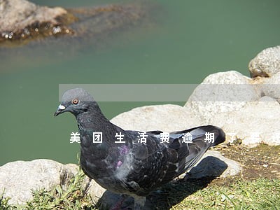 美团生活费逾期了要还吗 美团生活费逾期了要还吗